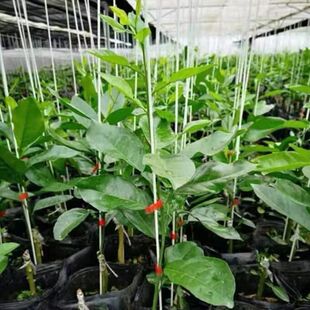 扶苗杆花支架支撑杆支柱园艺植物花架黄瓜豆角丝瓜家用豇豆爬藤