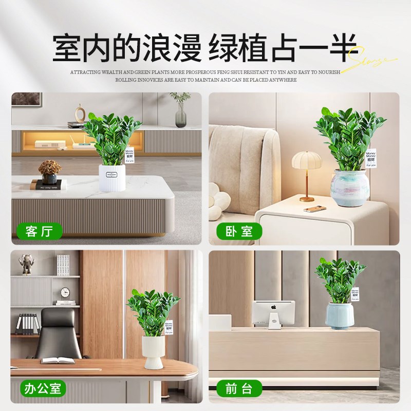 金钱树盆栽室内大盆绿植书房摆件招财钱串子四季常青好养易活植物