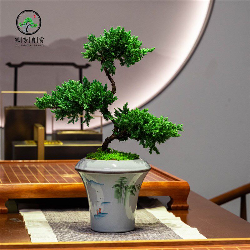 迎客松真柏造型树室内文人盆景中式绿植办公室净化空气植栽