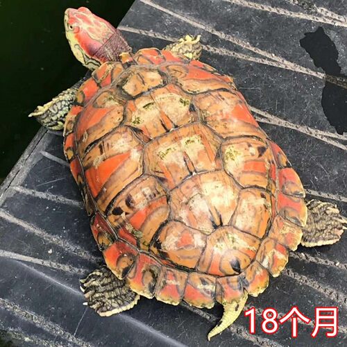 白化变异专用粮白化龟粮海豚白化龟粮金粉粉雪焦糖白草黄化生长快