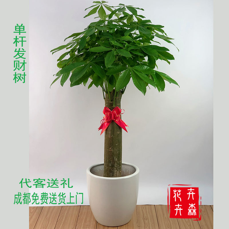 成都办公室内开业送礼花卉发财树盆栽大型客厅易养活绿植净化空气