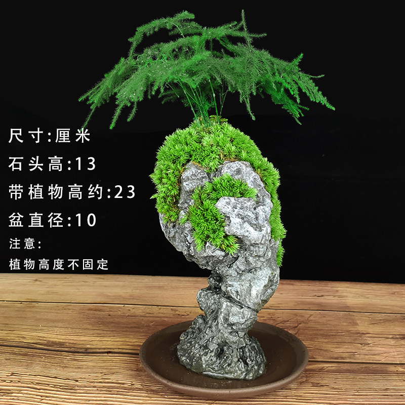 禅意文竹盆栽植物室内四季迷你办公室绿植摆件桌面山水小奇石盆景