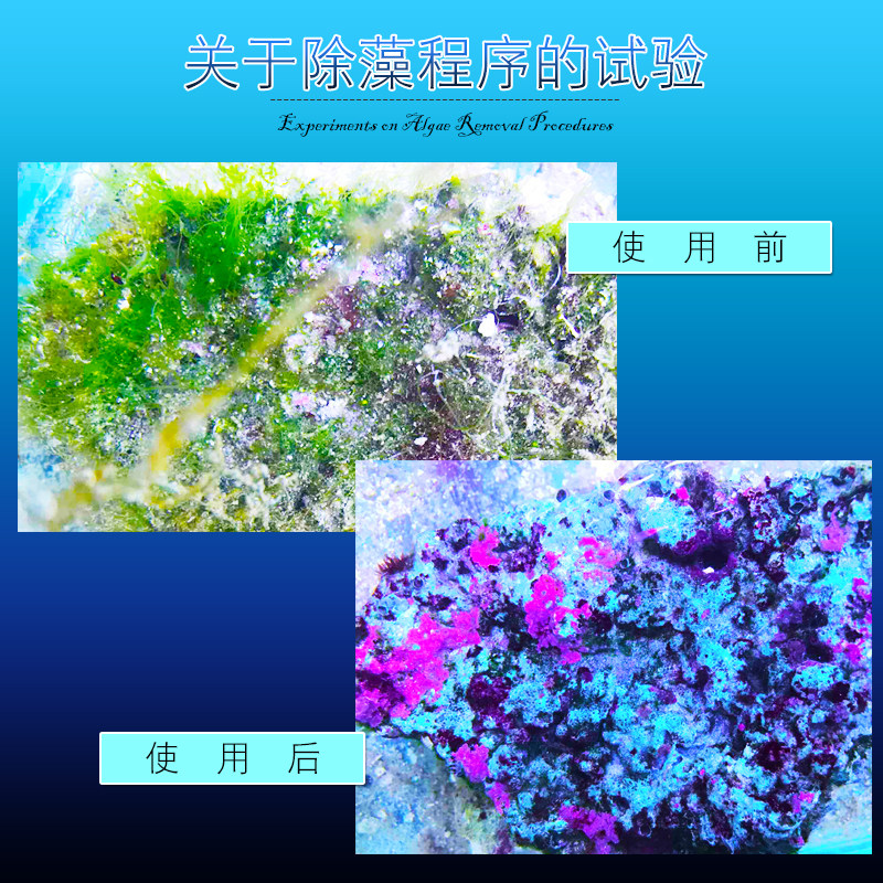 法红法国红十字海水鱼缸维护开缸除藻增色程序爆藻维护除垃圾葵