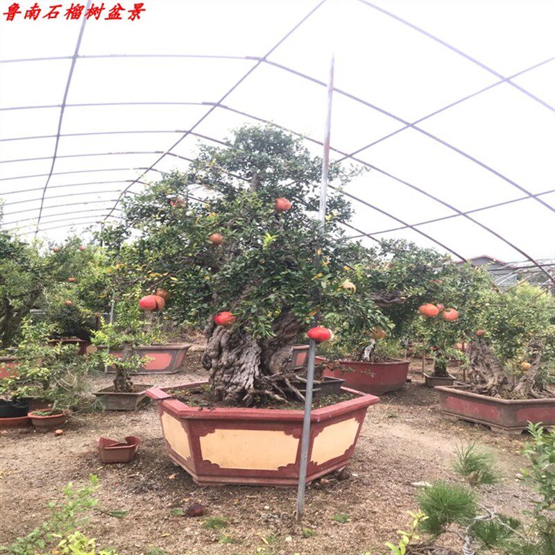 石榴树盆景地栽石榴树大红袍石榴树自家石榴树