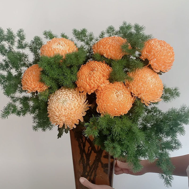 暖冬色橙色牡丹菊鲜花蓬莱松组合云南昆明直发花期长花头大节日