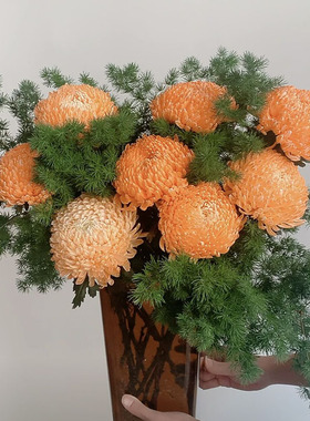 暖冬色橙色牡丹菊鲜花蓬莱松组合云南昆明直发花期长花头大节日
