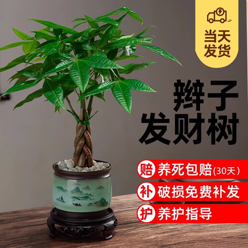 发财树盆栽室内客厅花卉绿植办公室桌面招财植物盆景四季常青好养
