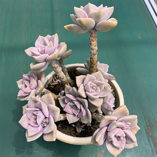 紫乐 新手必买造型桩木质化多肉植物四季好养易繁殖 阳台庭院绿植