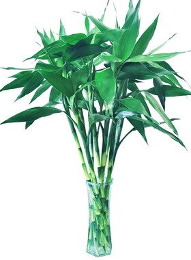 富贵竹水培植物客厅招财盆栽绿植花卉室内花绿萝红色鸿运当头紫竹