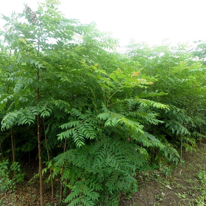 苦楝树苗楝枣树庭院绿化行道厂区风景树苗园林绿化紫花树哑巴树苗