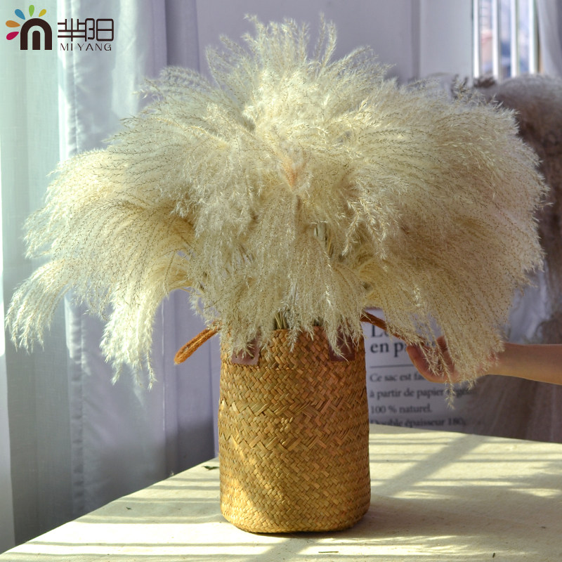 天然植物拂尘干花组合适用家居咖啡馆装饰 蒲苇花束拍摄道具