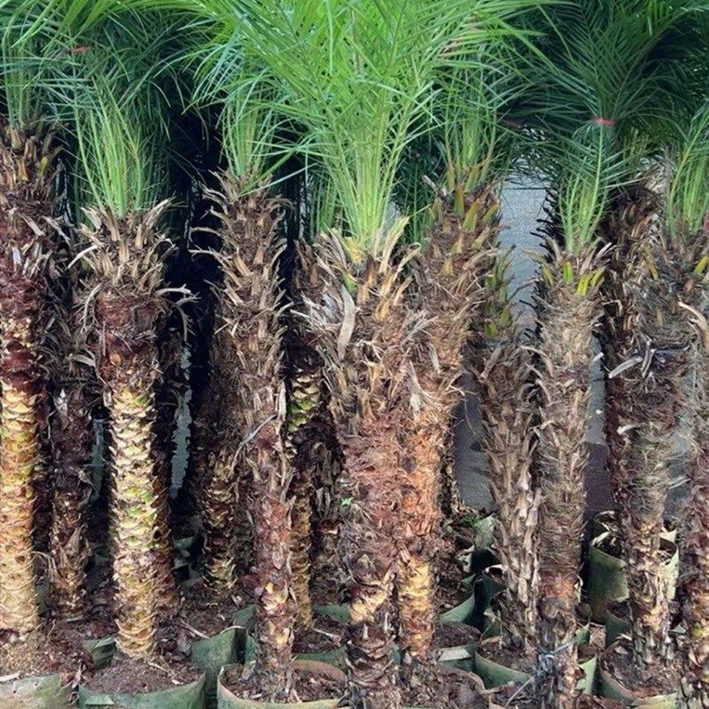 网红美丽针葵植物客厅绿植室外庭院办公室大型盆景针叶棕榈热带树