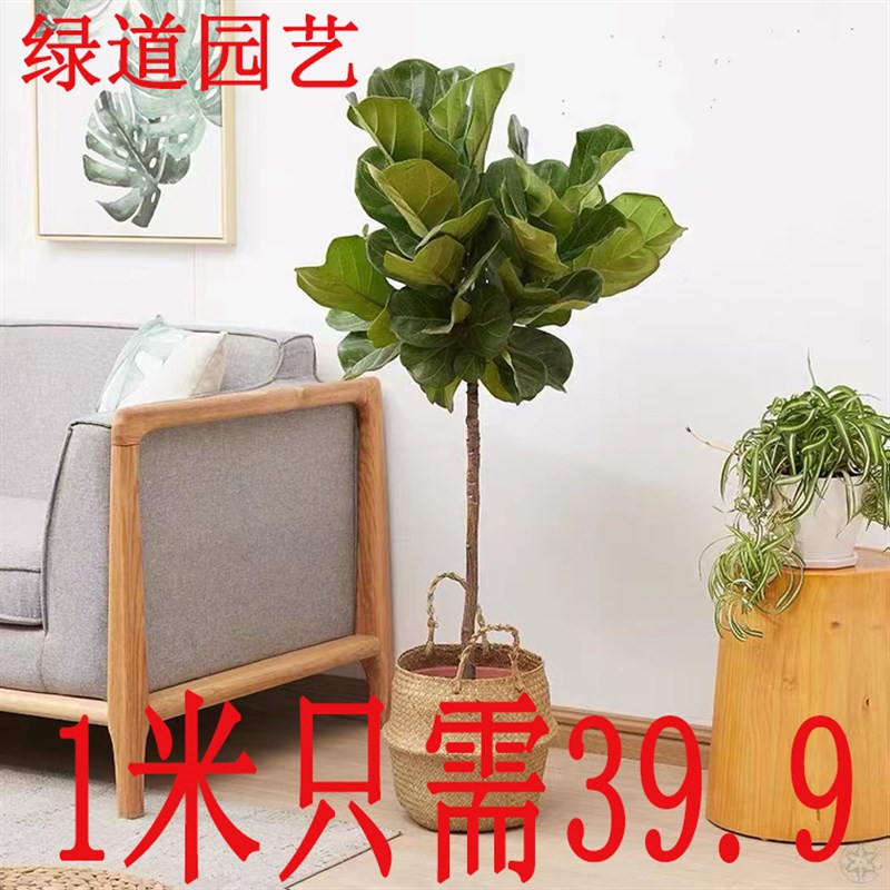 琴叶榕棒棒糖室内盆栽 吸甲醛大型观叶植物 适合新手养的琴叶榕图片