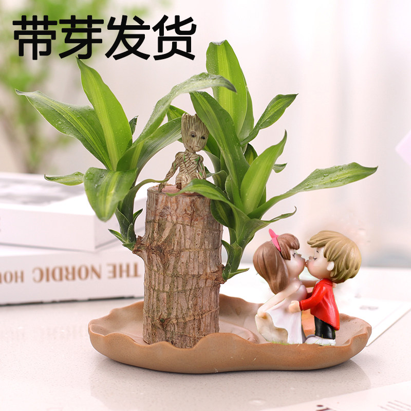水培带芽巴西木幸运格鲁特