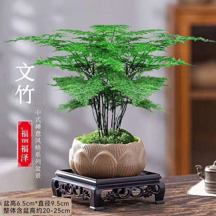 文竹铁杆盆栽景室内绿植花