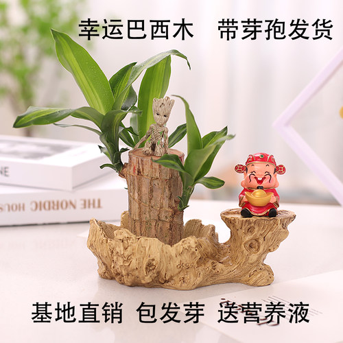 幸运巴西木桌面盆栽包发芽好养