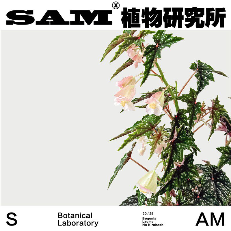 初云秋海棠/耐荫观花观叶植物/热植家居阳台花园/绿植盆栽/礼物