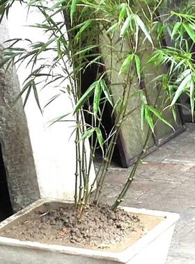 云南罗汉竹筇竹算盘竹子苗文人手杖材料室内庭院地栽绿植盆栽盆景