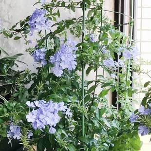 蓝雪花支架山乌龟爬藤架蔷薇爬藤支架风车茉莉爬架阳台室内花架子