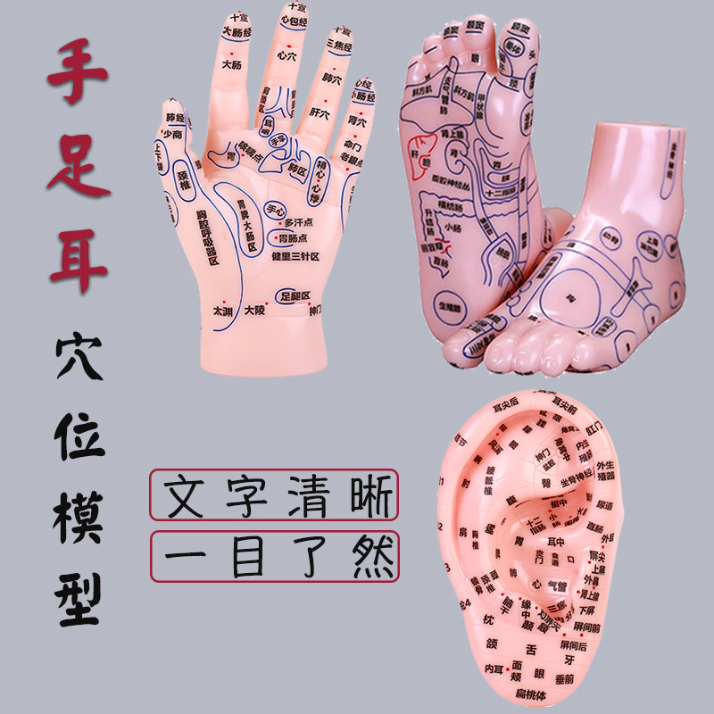 人体针灸穴位模型足部耳部手部反射区按摩模型清晰仿真中医教学