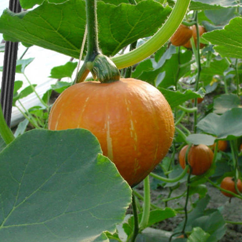 南瓜架子庭院葡萄丝瓜蔬菜爬藤支架葫芦园艺爬藤架室外植物支撑杆