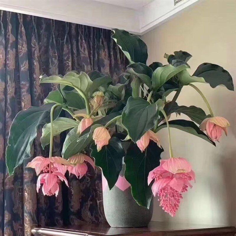 宝莲灯花室内花卉 花期3-5个月 结婚 搬家 开业 花篮