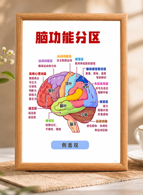 脑功能分区知识科普装饰画医护诊所书房客厅装饰摆画相框
