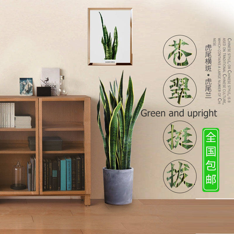 室内绿植虎皮兰吸甲醛植物四季常青水培花盆好养陶瓷盆栽花卉盆景
