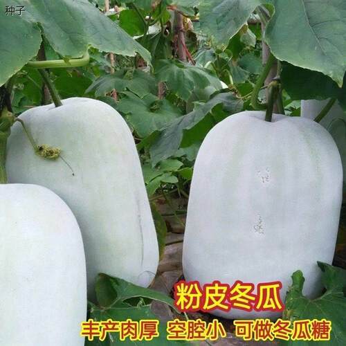 巨型粉皮冬瓜种子特大农