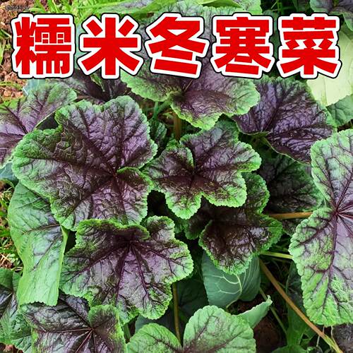 冬寒菜种子糯米其苋秋冬