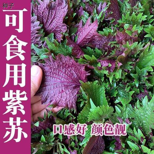 四季食用紫苏种子籽香菜