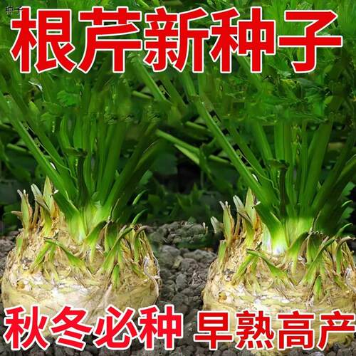 正宗地中海根芹种子四季