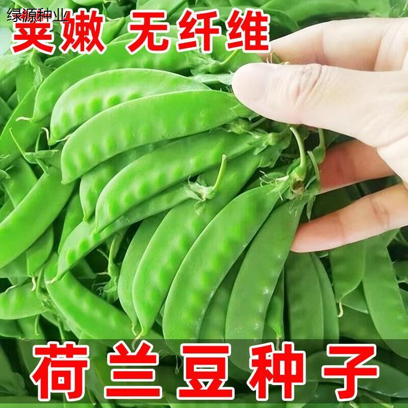软荚脆甜荷兰豆种子豌豆苗大荚菜豆豌豆豆角种子四季播种农家蔬菜