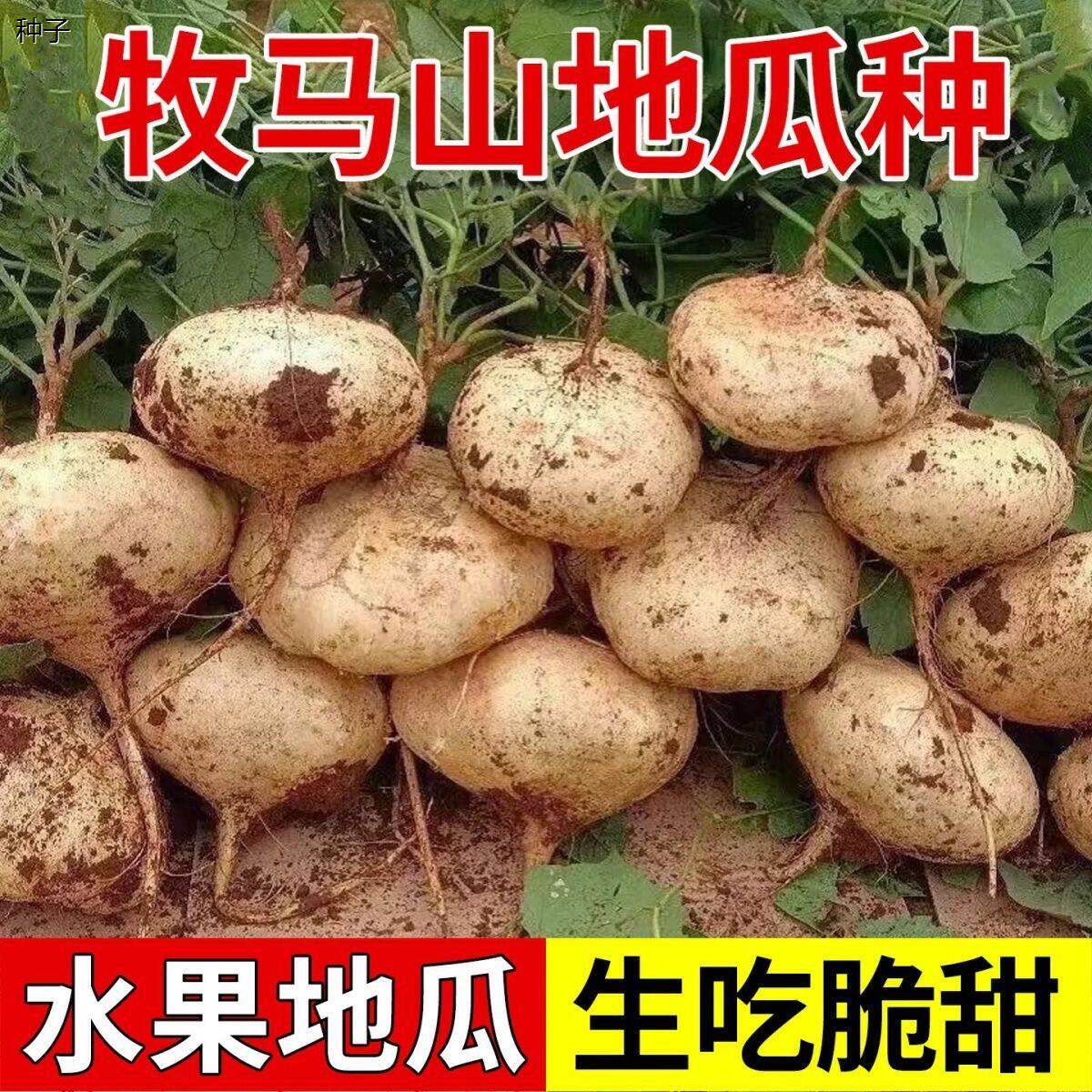 水果牧马山地瓜凉茹种子早熟地瓜沙葛凉薯土瓜种籽蔬菜种子白地瓜