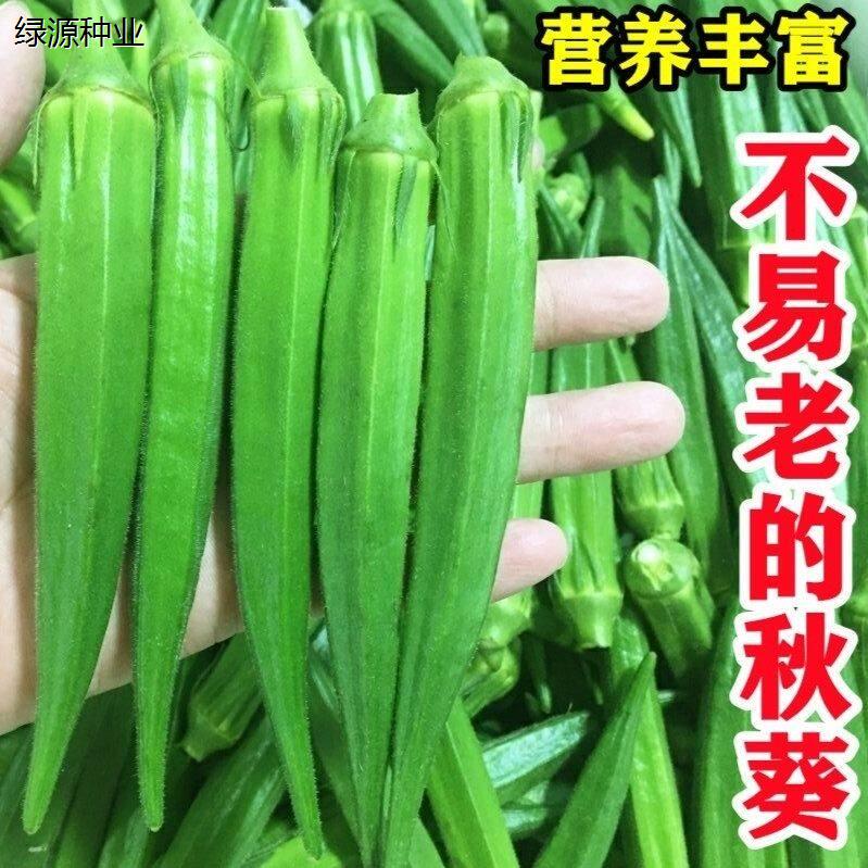 不老秋葵种子水果籽农家蔬菜孑图片