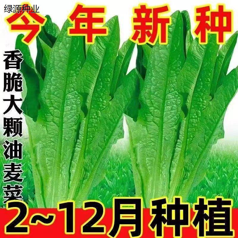 油麦菜种子大叶耐热四季农家阳台盆栽油麦苦菜大颗青菜蔬菜种籽6