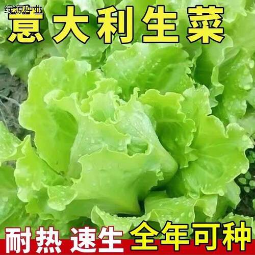 罗马生菜苗农家蔬菜种子