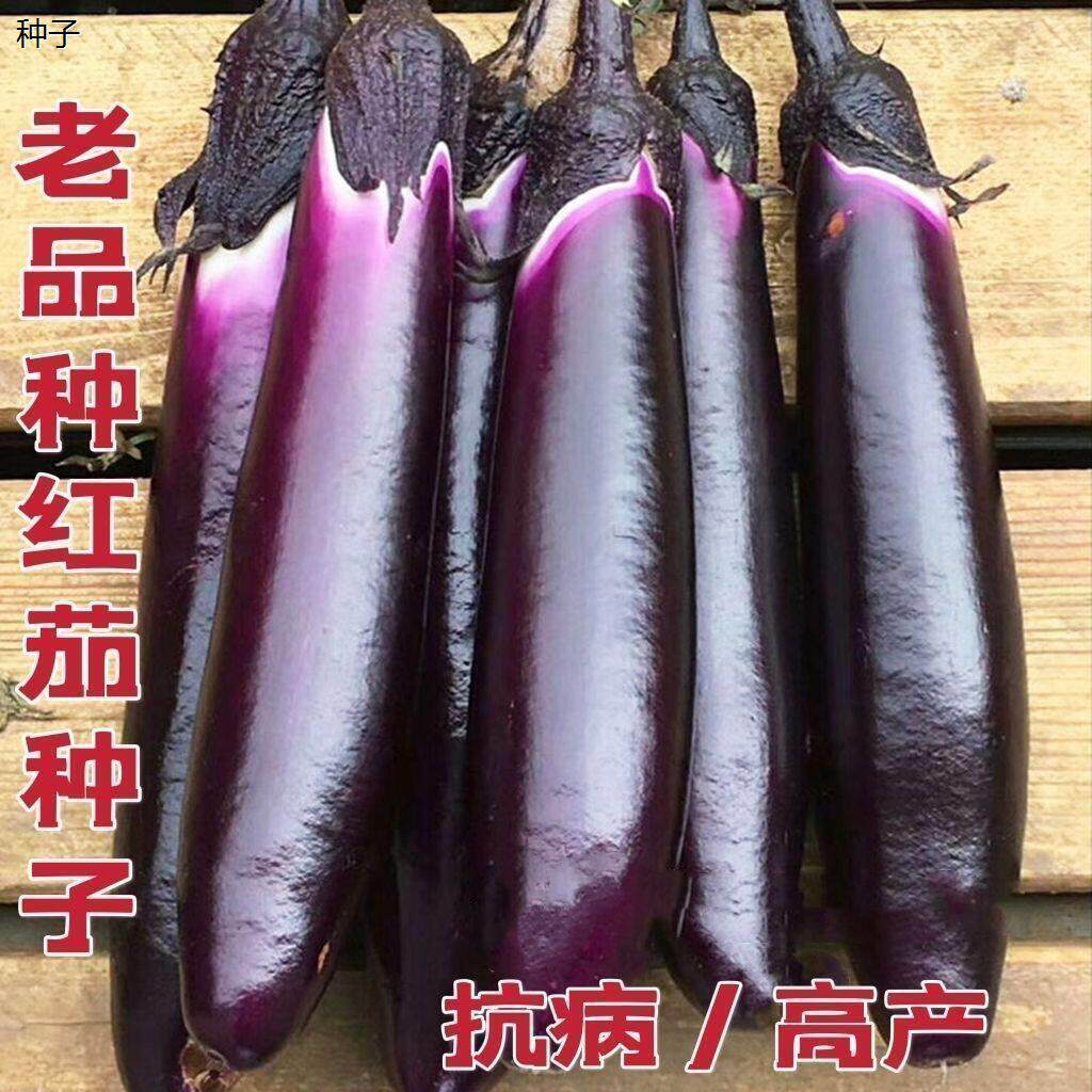 茄子种子紫红长茄王种子春秋季四季蔬菜种孑农家88vip2元包邮商品