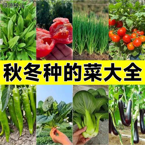 秋冬播种蔬菜种子孑种籽