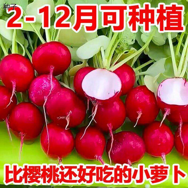 四季樱桃萝卜种子水果萝卜生吃红皮白肉脆甜88vip2元包邮商品