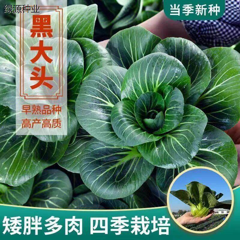正宗黑叶大头苏州青上海青泡泡青菜种子老品种四季香甜糯耐寒矮脚