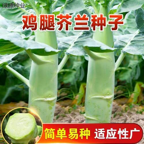 正品广东鸡腿芥兰菜种子