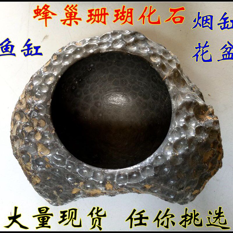 天然状石原石头摆件 蜂巢珊瑚虫化石烟缸小鱼缸花盆 奇窝蜂观赏石