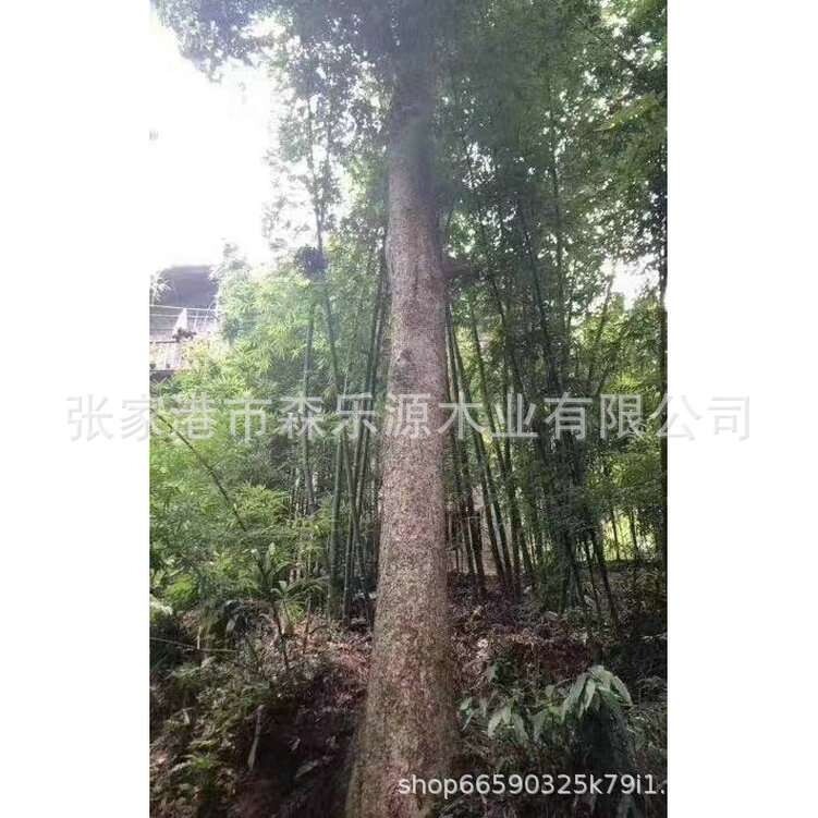 四川小叶桢楠原木 实木加工 金丝楠木材 黄心楠 家具 缅甸金丝楠