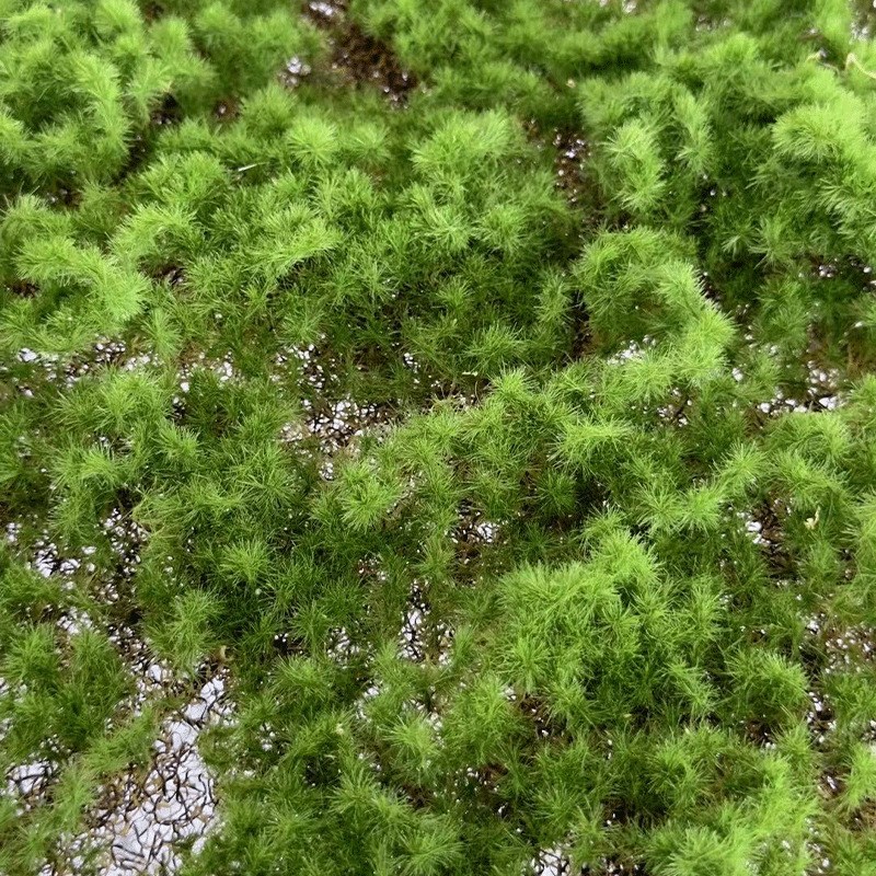 仿真绿植青苔藓皮青苔坪橱窗软装苔藓绿地墙面植物墙装饰人造草坪