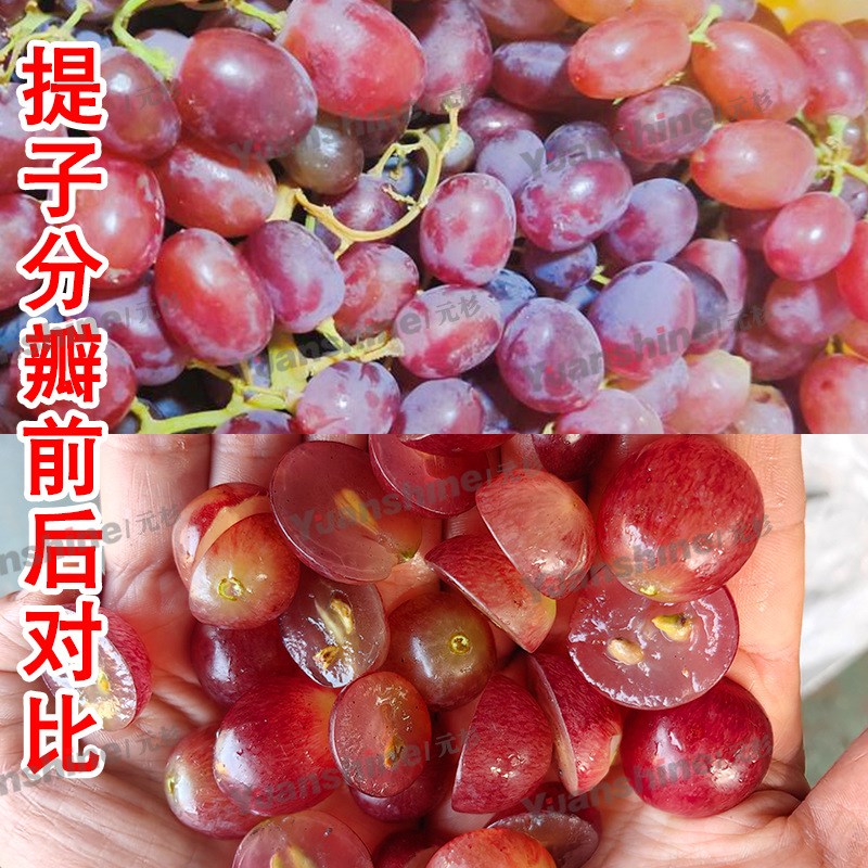 大型果蔬分两瓣设备 蘑菇西葫A芦分瓣机 荔浦芋头冬瓜分半机