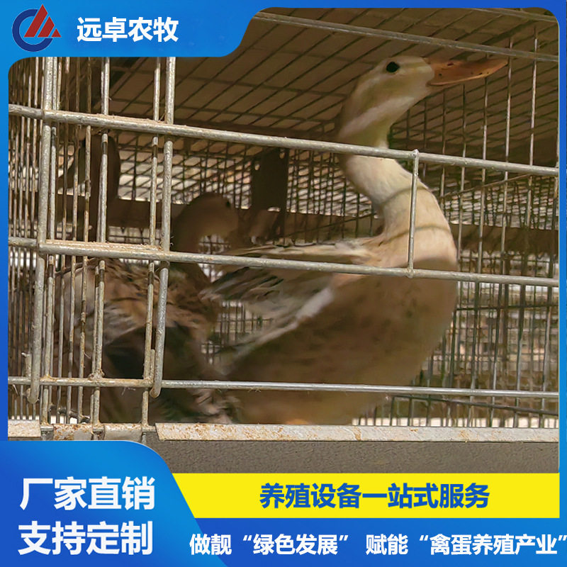 H型框架式自动化蛋鸡 湖北襄阳四层蛋鸭笼大层叠蛋鸭笼养鸭设备