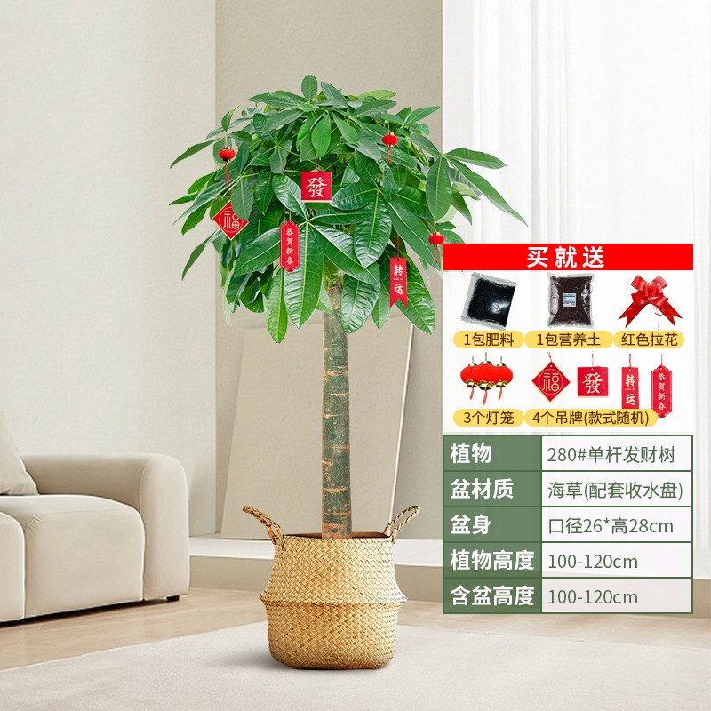 新款发财树客厅盆栽大办公室大型C绿植植物花卉好养室内开业含盆