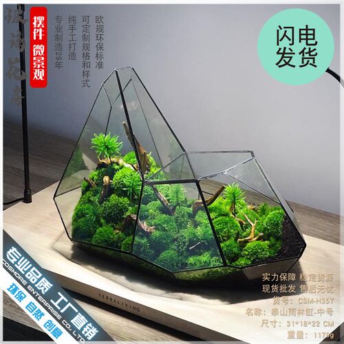 微景观苔藓雨林缸几o何森林墙玻璃花房不规则生态瓶多肉水草缸花