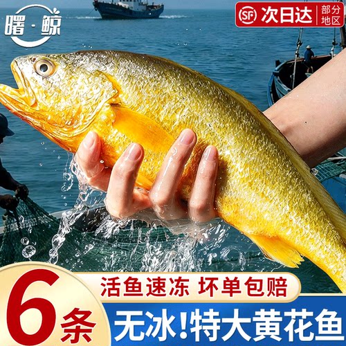 特大黄花鱼新鲜冷冻海捕小黄鱼
